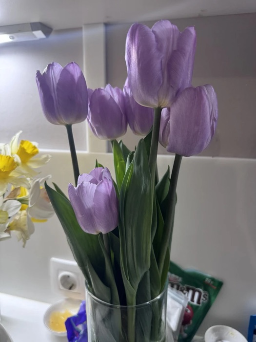 Сиреневые тюльпаны на клумбе, выращенные из луковиц Bloom Nook — фото покупателя