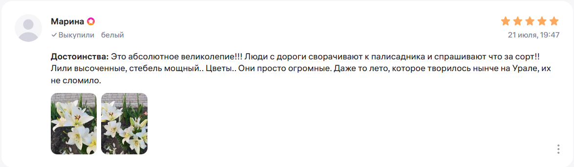Отзыв Марины о белых лилиях: высоченные, цветы огромные — с фото белых лилий в палисаднике