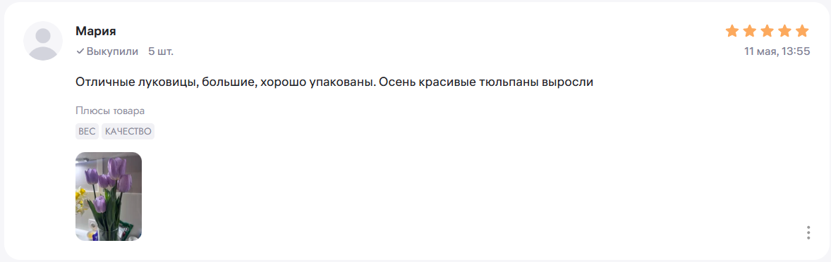 Отзыв Марии о тюльпанах: отличные луковицы, выросли красивые тюльпаны — с фото сиреневых тюльпанов